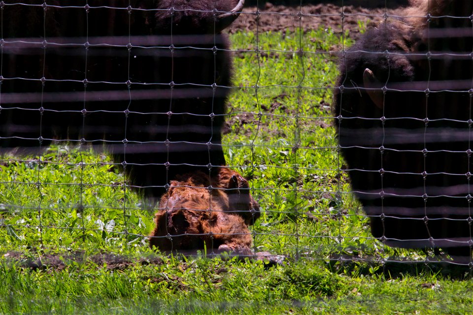 Newborn Bison