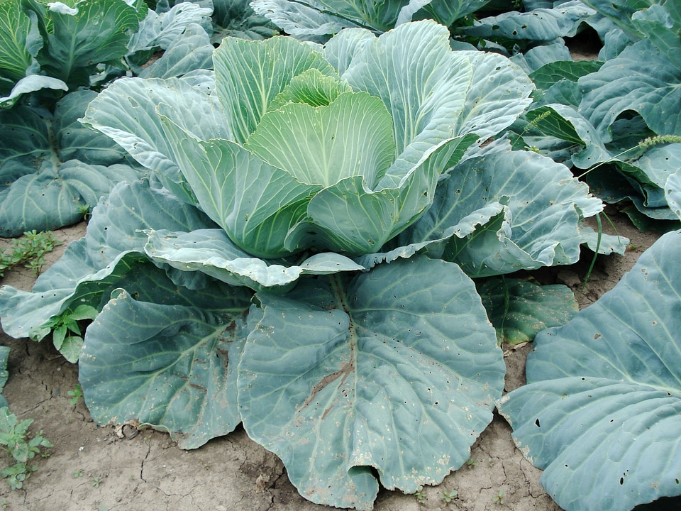 Cabbage plant vegetable