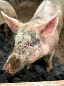 Vegan Pig Closeup photo