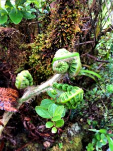 Fern at Mt. Ka'ala photo