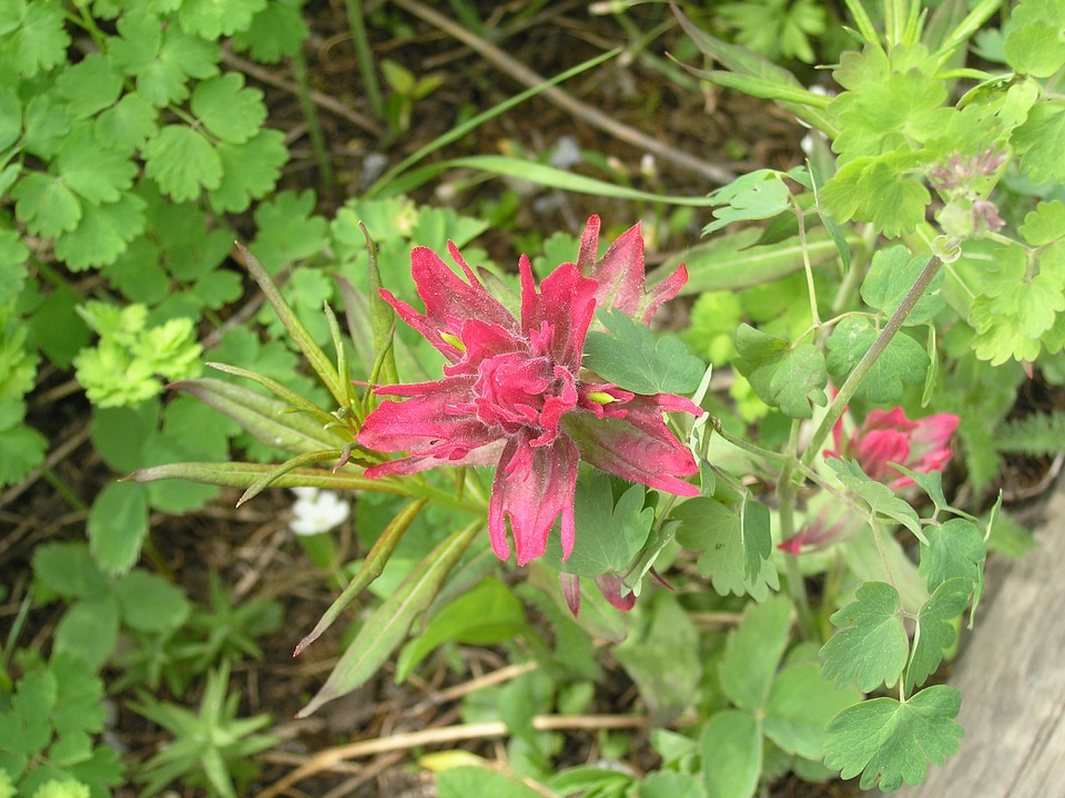 Spring Wildflowers in the Smokies