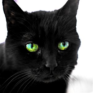 My very pretty kitty