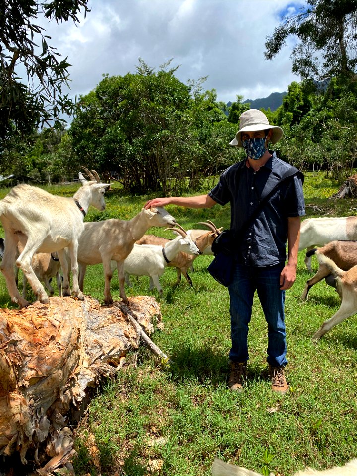 Goats during COVID photo