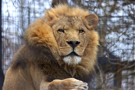 Nice portrait of the old lion