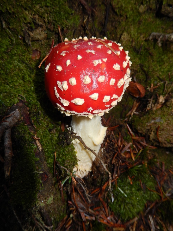 Amanita red amanita mushroom nature