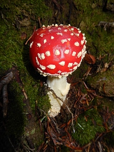 Amanita red amanita mushroom nature