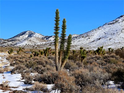 Landscape in NV