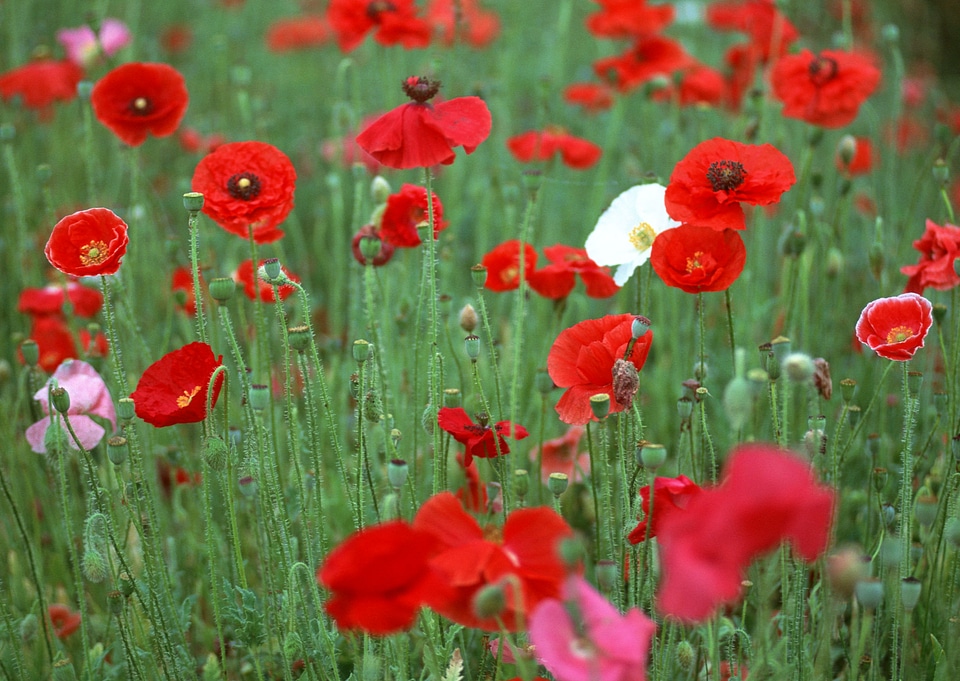 Field of bright red corn poppy flowers in summer