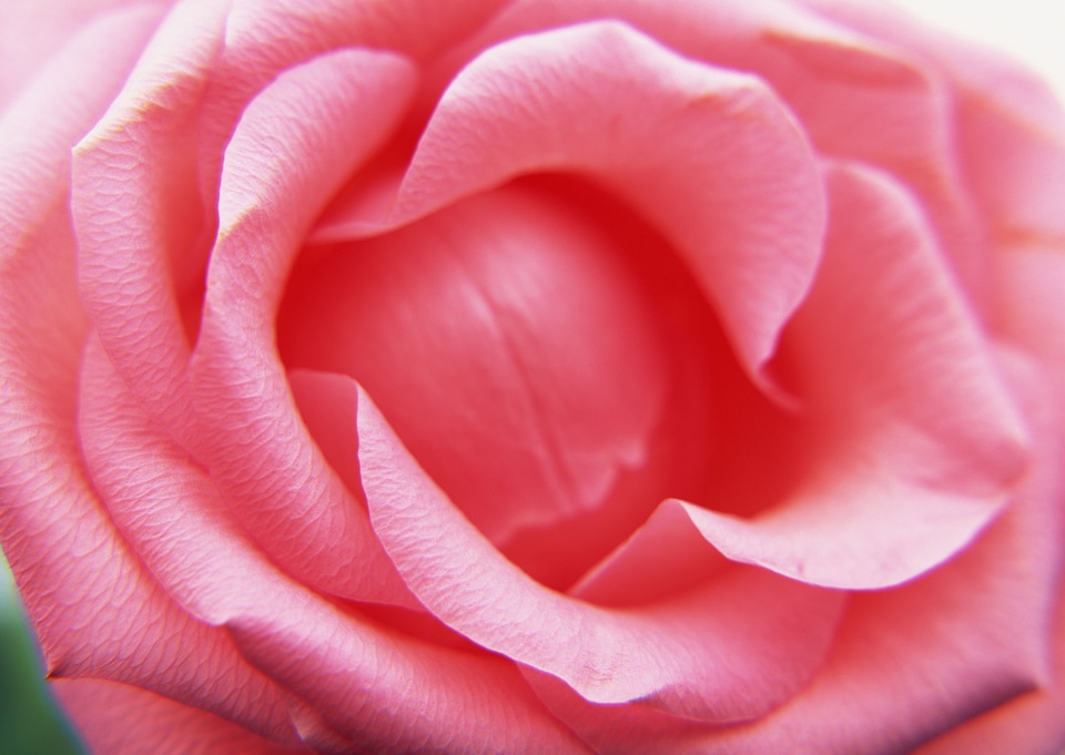 Close up of the center of a pink rose flower