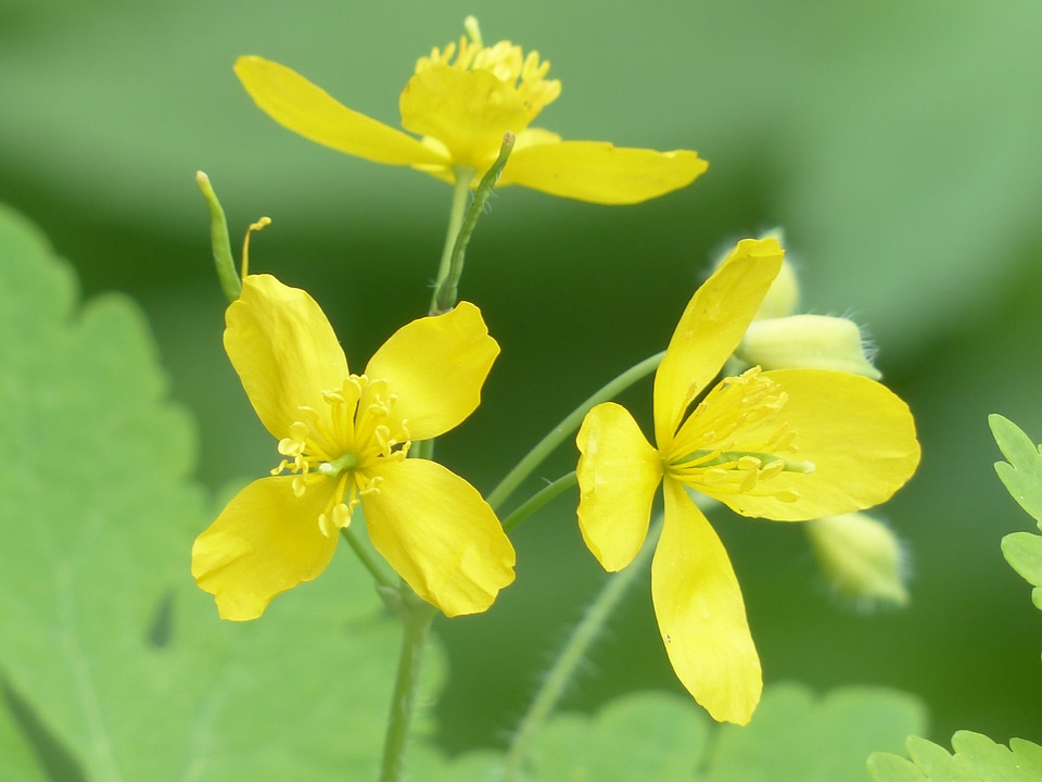 Plant flower chelidonium majus