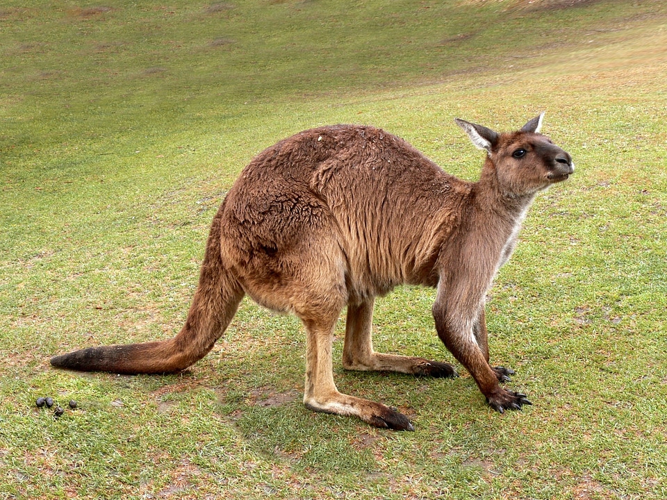 Australia wildlife mammal