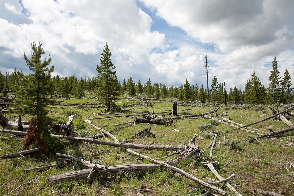 Bunsen Peak Trail. Yellowstone national park