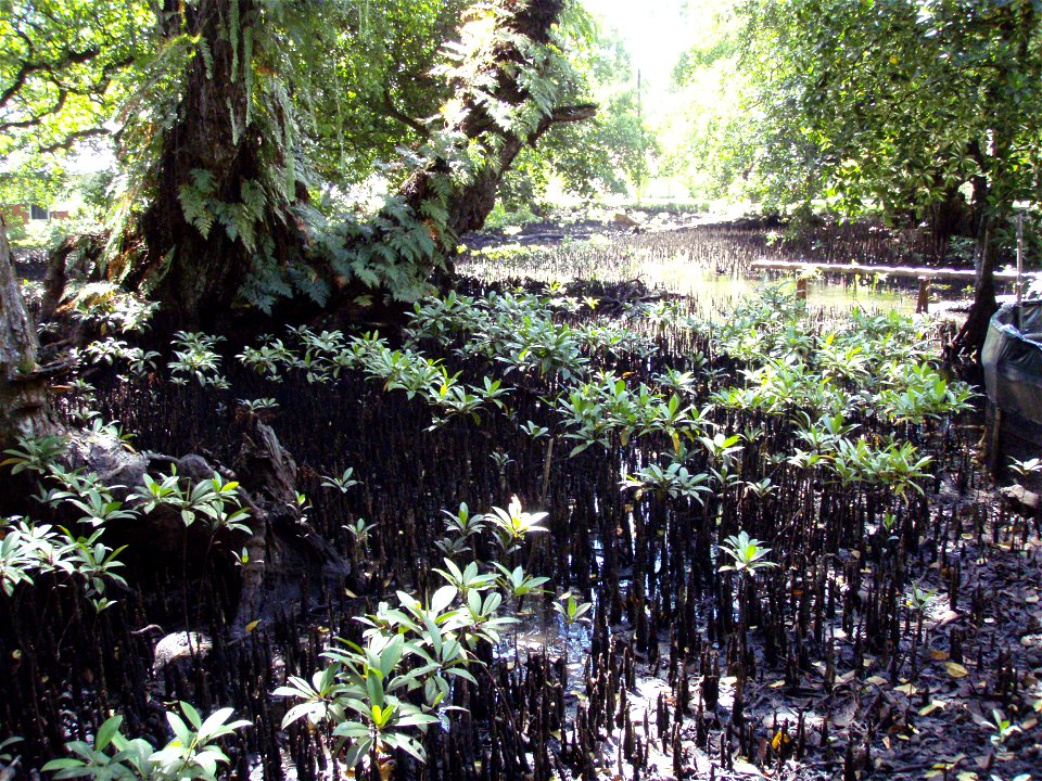 Natural Mangrove Forest
