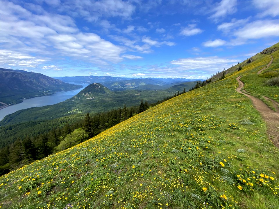 Dog Mountain in WA photo