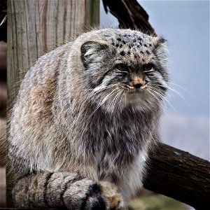 Manuli with Malicious Intent