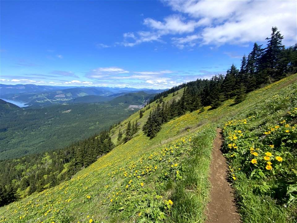 Dog Mountain in WA photo