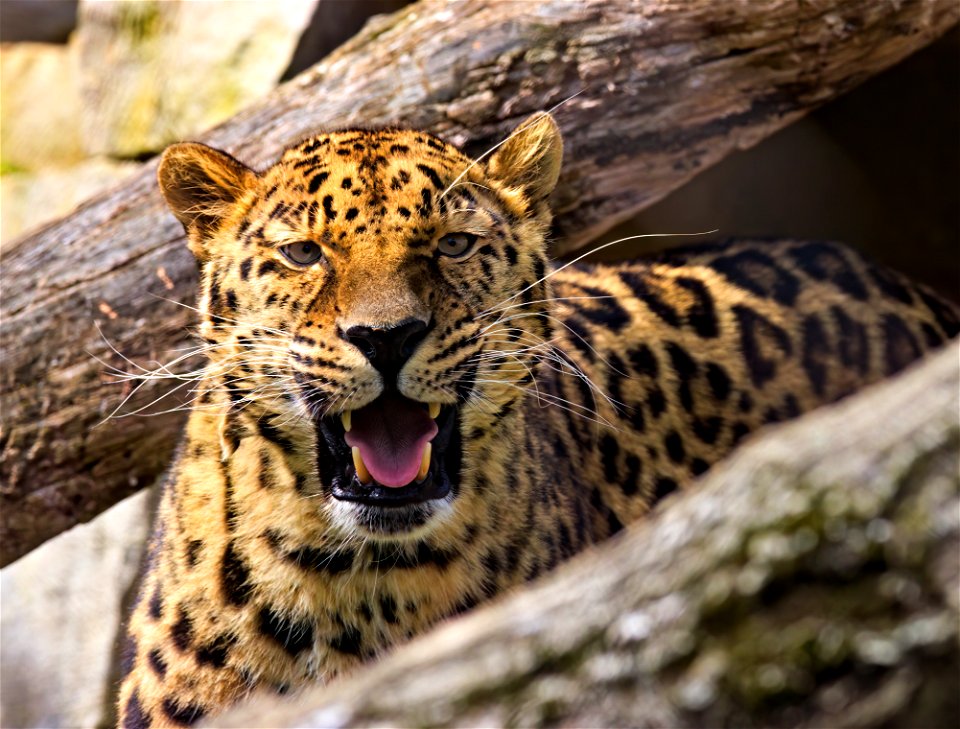 Edgar the Leopard, mid-Flehmen