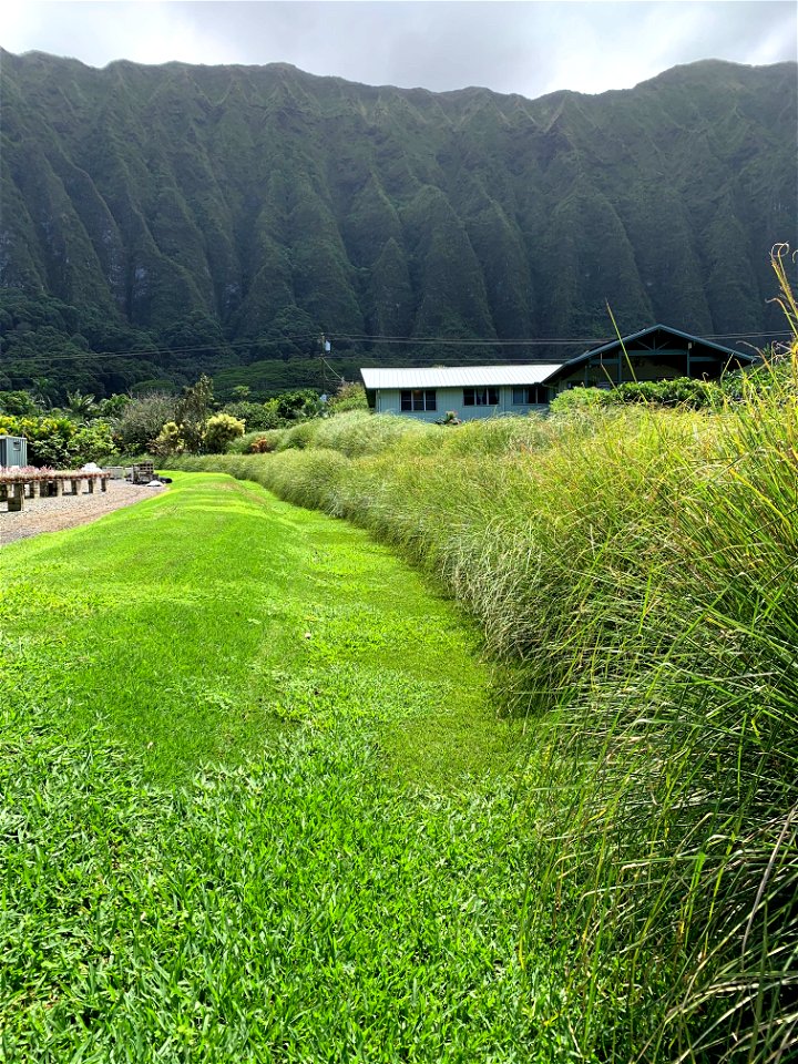 Vetiver at Fantastic Gardens
