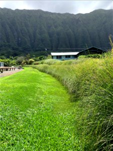 Vetiver at Fantastic Gardens photo