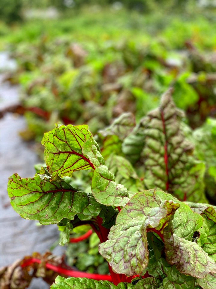 Swiss Chard CloseUp