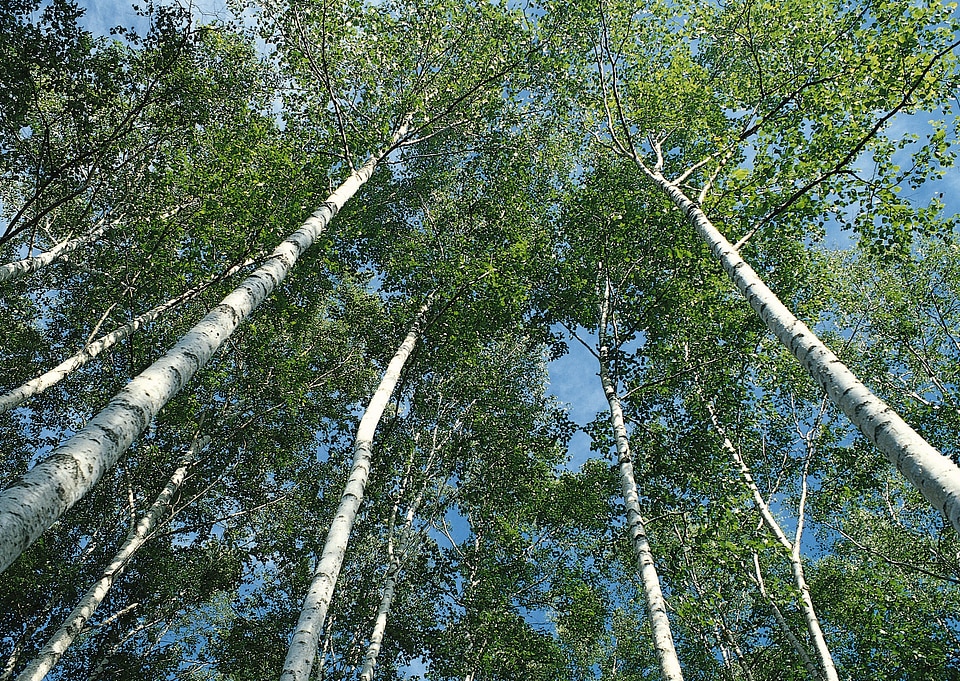 forest trees. nature green wood sunlight backgrounds.