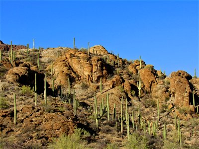 Saguaro NP in AZ photo