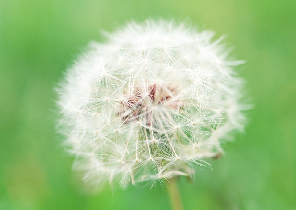 Dandelion seeds in the morning sunlight blowing