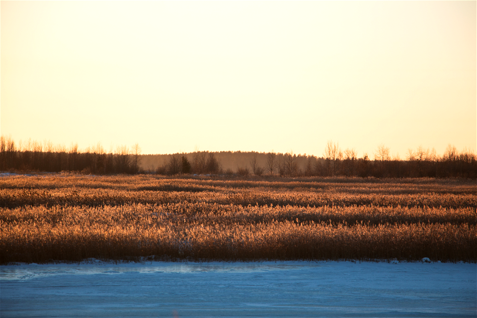 Краткое солнце / The short Sun photo