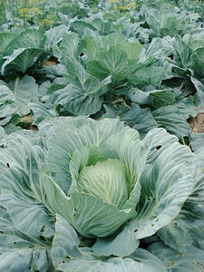 Cabbage plant vegetable