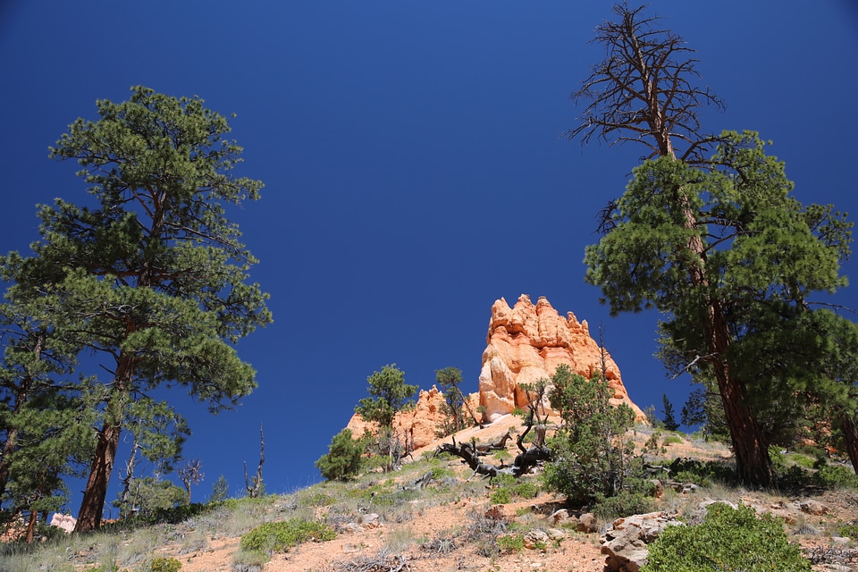 Bryce Canyon National Park at Navajo Loop Trail, Utah