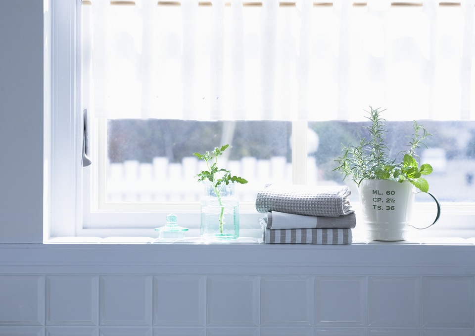 herbs growing on window