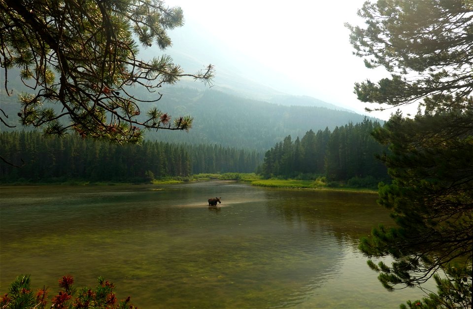 Fishercap Moose 2