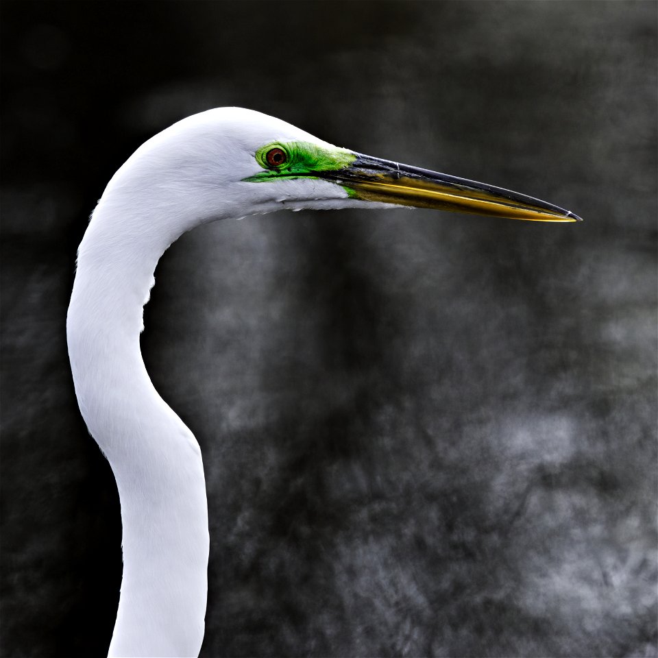 Beautiful Egret