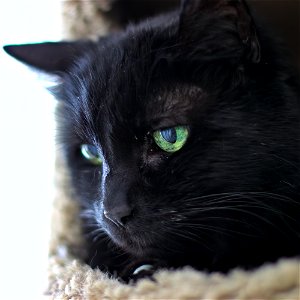 My pretty kitty