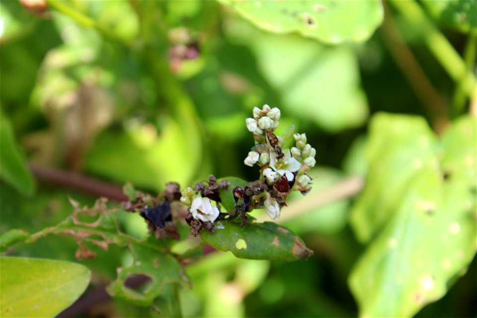 buckwheat photo