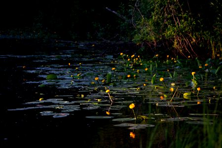 Кувшинка / Water lily photo