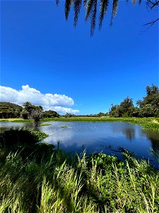 North Shore Wetlands on Oahu photo
