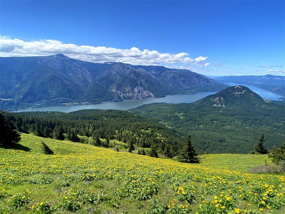 Dog Mountain in WA