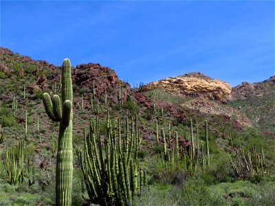 Organ Pipe Cactus NM in AZ