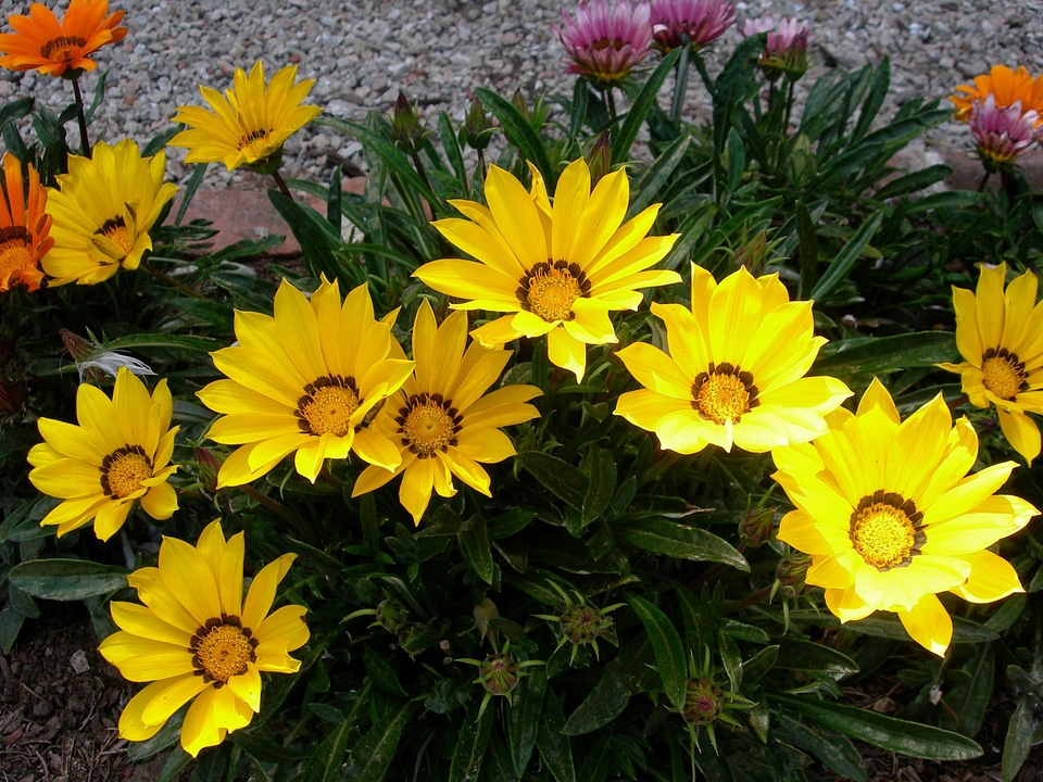 Treasure Flower Gazania rigens