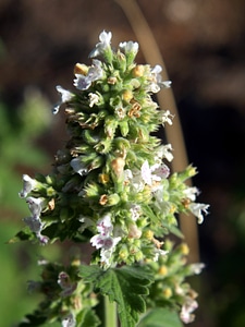 Catnip wildflower