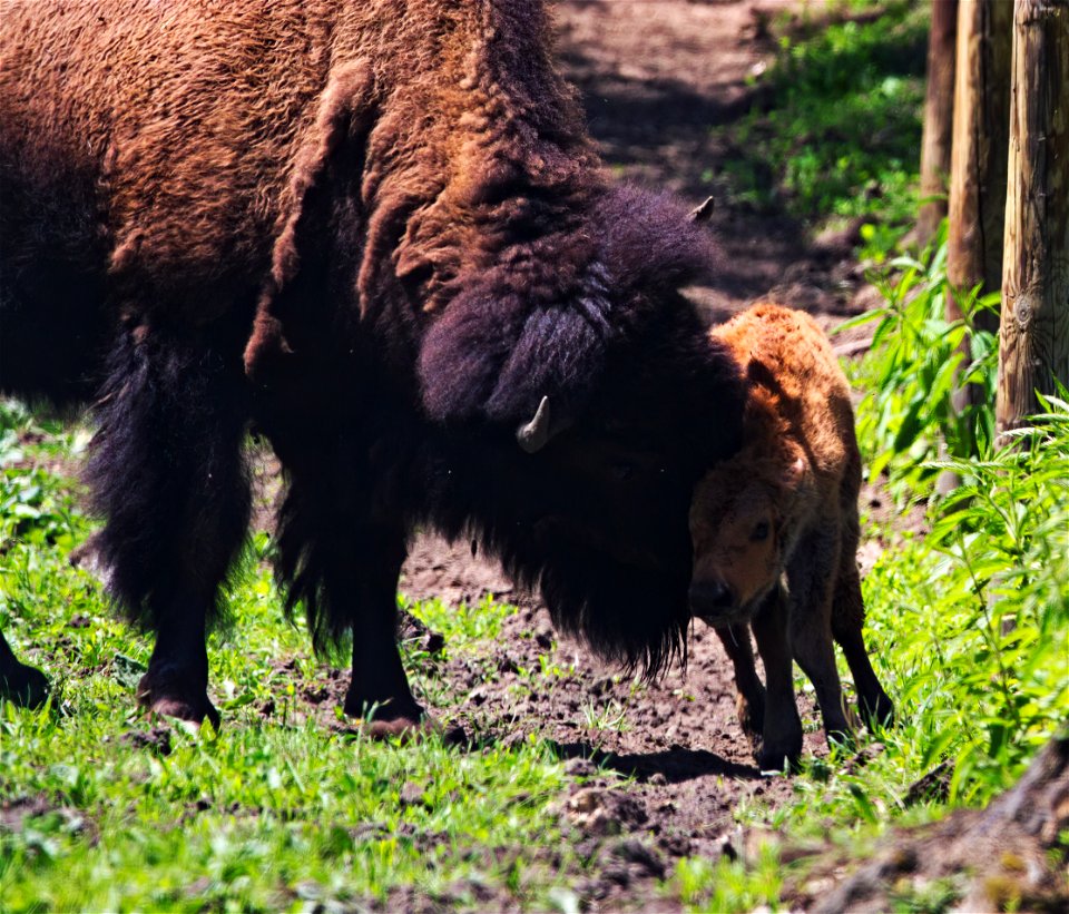 Newborn Bison