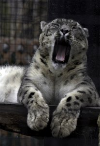The Cats of Potter Park