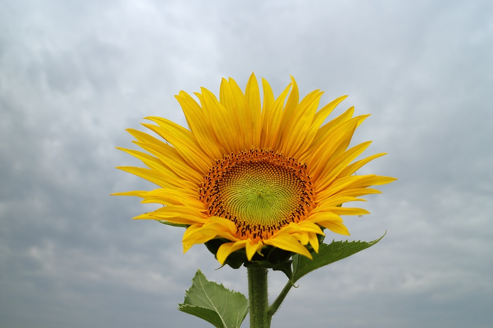 Blossom floral plant