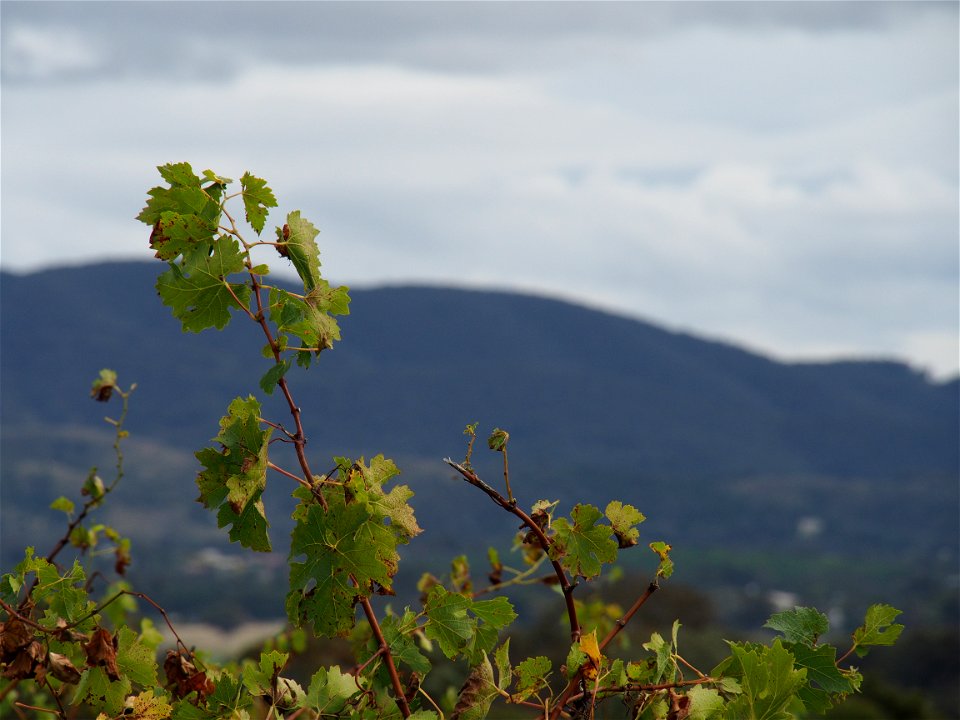 Moothi Estate Winery VII