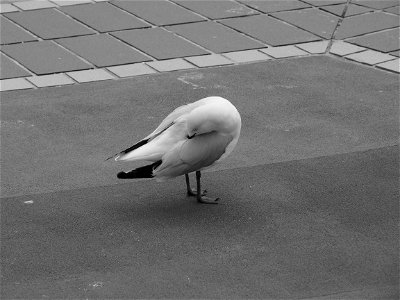 Coogee denizen