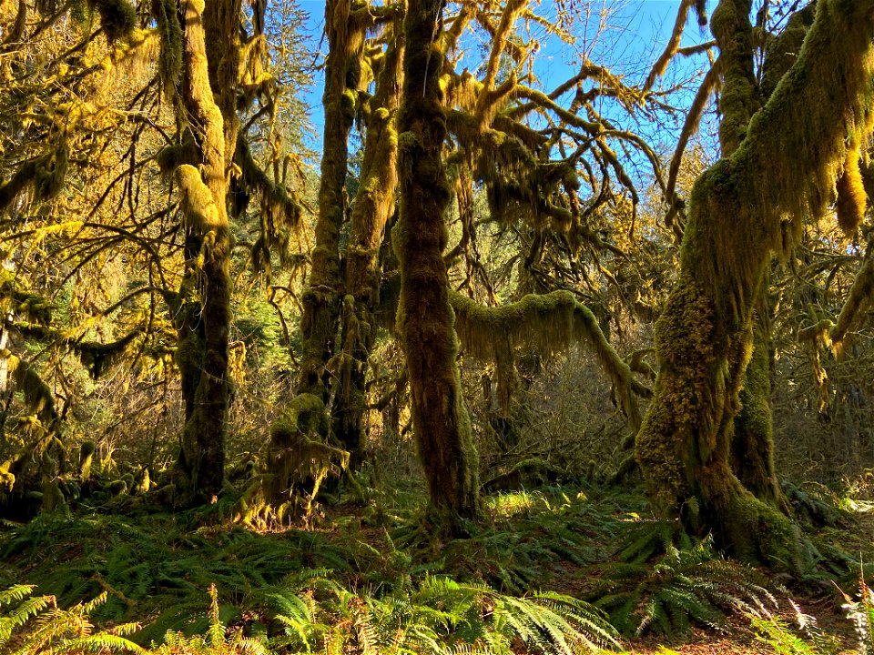 Hoh Rain Forest at Olympic NP in WA