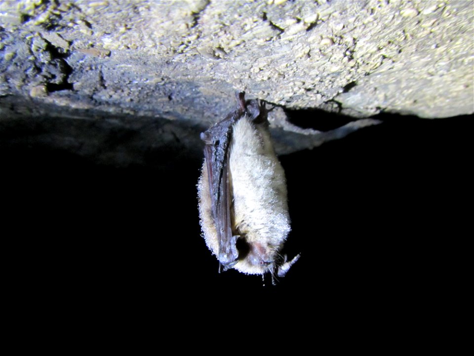 Little brown bat (Myotis lucifugus) hanging on cave ceiling_02
