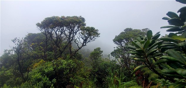 Forest at Mt. Ka'ala photo