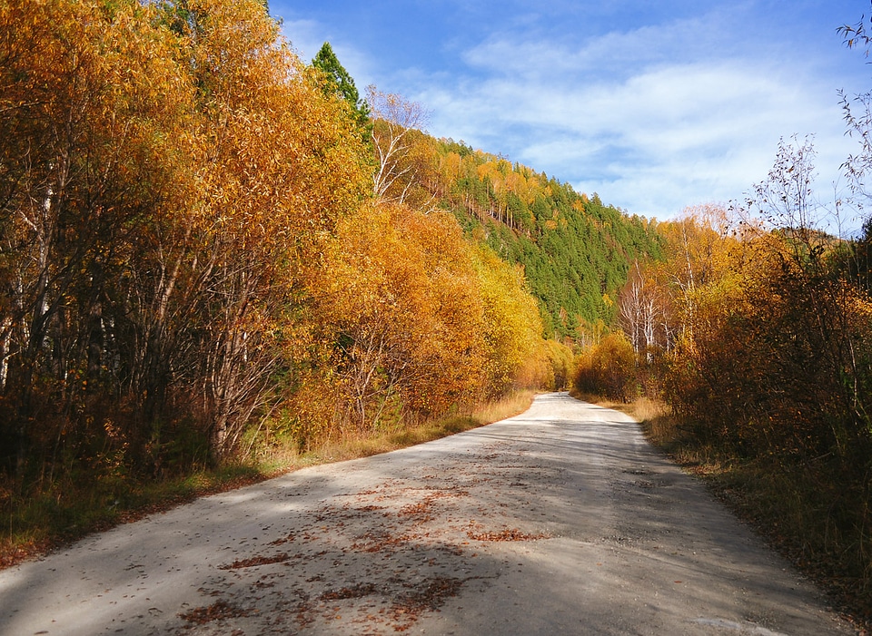 The road goes through the autumn woods